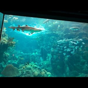 Meet your Posher, Pedro